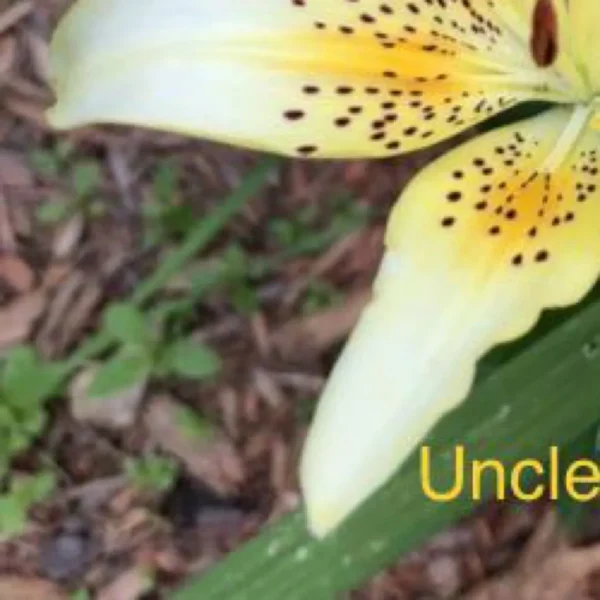 Yellow lily with spotted petals outdoors.