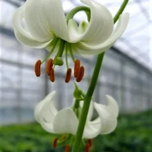 Two white lilies in a greenhouse.