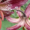 Close-up of two maroon lilies.