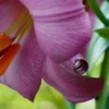 Purple lily flower close-up detail.