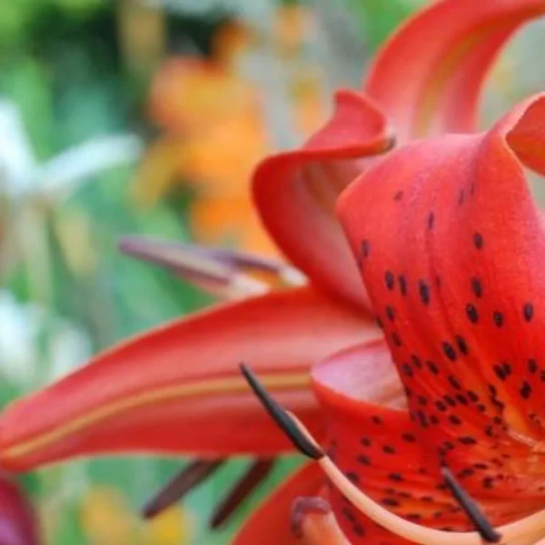 Close-up of red spotted tiger lily