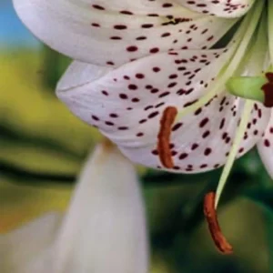 White lily with brown speckles close-up.
