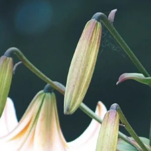 Lily buds about to bloom.