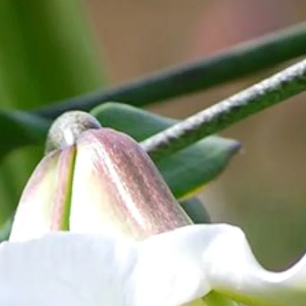White lily bud on green stem.