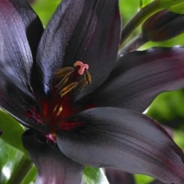 Dark lily flower in full bloom.
