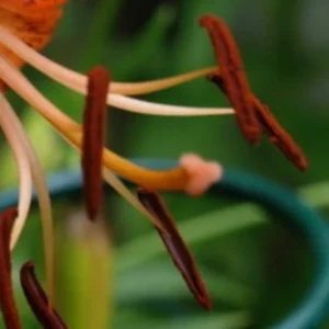 Close-up of tiger lily stamens.
