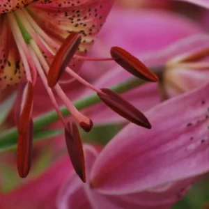 Close-up of pink lily stamens.