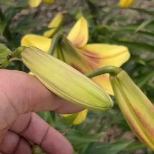 Hand holding yellow lilies in garden.