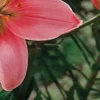 Close-up pink flower petal against green foliage