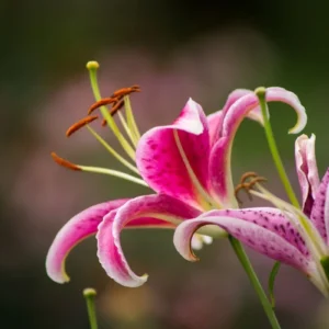 Close-up pink lily bloom with curled petals