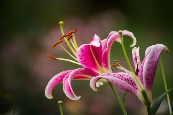 Close-up pink lily bloom with curled petals