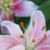 Close-up pink lily with orange stamens