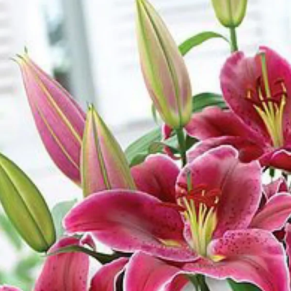 Close-up pink lilies with buds