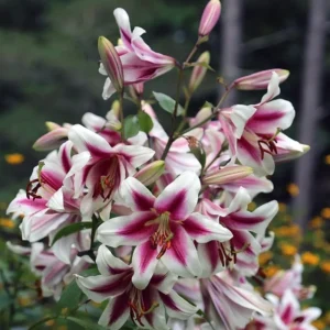 Pink and white lilies in full bloom.