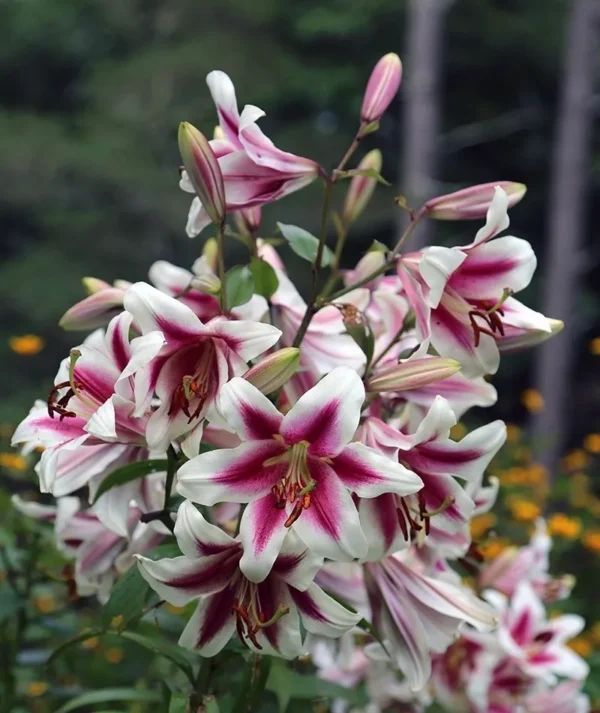 Pink and white lilies in full bloom.