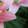 Close-up of pink lilies with green leaves.