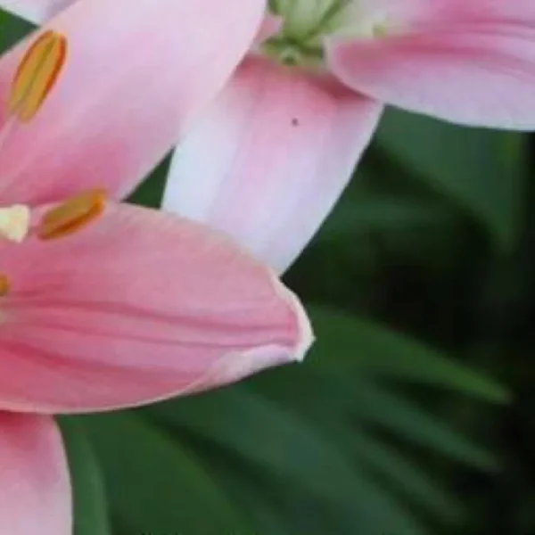 Close-up of pink lilies with green leaves.