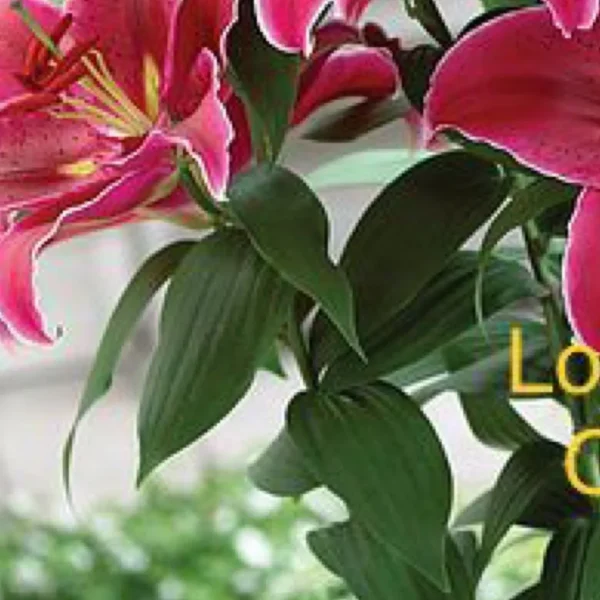 Pink stargazer lilies with green leaves