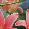 Pink lilies in close-up view.