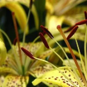 Yellow lilies with dark red stamens.