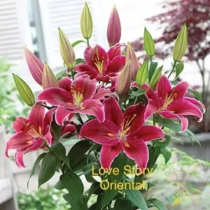 Cluster of bright pink oriental lilies and buds