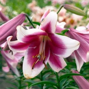 Pink and white lily in full bloom.