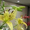 Yellow lilies in a floral arrangement display.