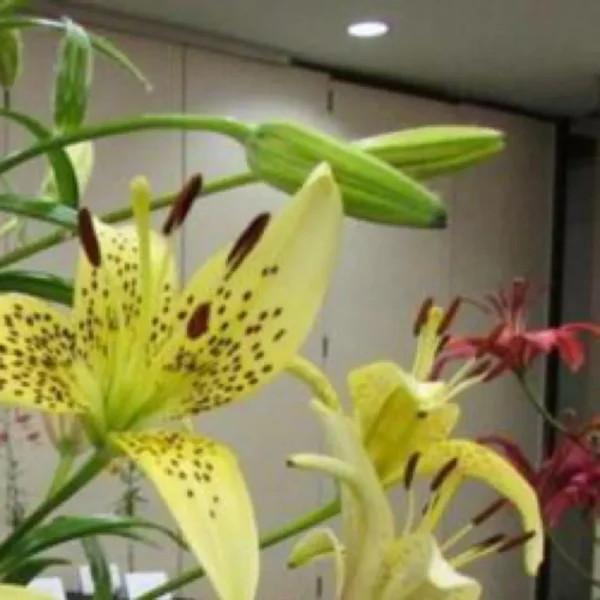 Yellow lilies in a floral arrangement display.