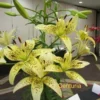 Cluster of yellow spotted Centuria lilies