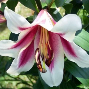 White and pink lily in full bloom.
