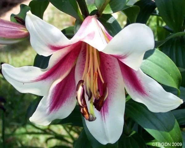 White and pink lily in full bloom.