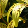 Yellow lily with brown spots, close-up.