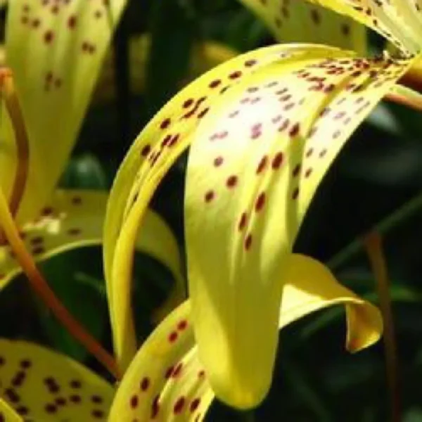 Yellow lily with brown spots, close-up.