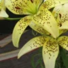 Yellow lilies with dark speckles in bloom.