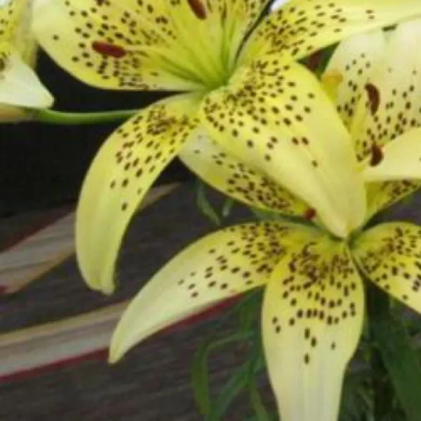 Yellow lilies with dark speckles in bloom.
