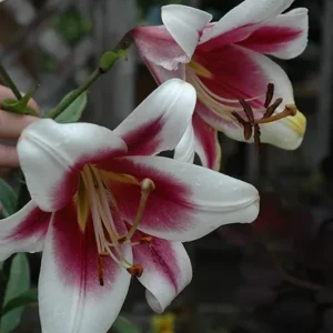White and pink lilies in bloom.