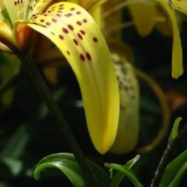 Yellow lily flower with dark spots.