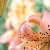 Curling speckled peach lily petal close-up