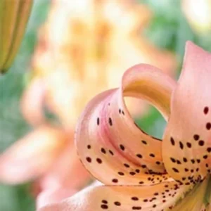 Curling speckled peach lily petal close-up