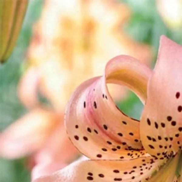 Curling speckled peach lily petal close-up
