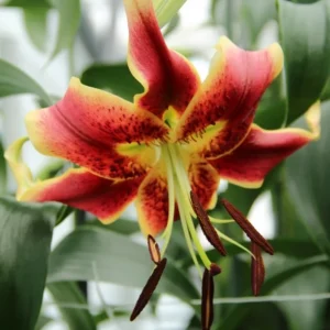 Red and yellow lily showing brown anthers