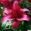 Vibrant pink lily blossom close-up