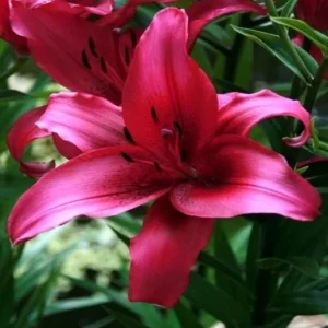 Deep magenta lily with open petals