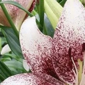 Speckled white lily blossom close-up
