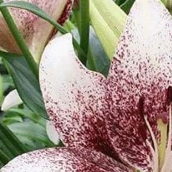 Speckled white lily blossom close-up