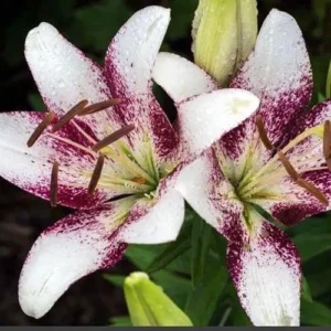 Two white and purple flowers with green stems.