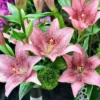 speckled pink lilies with green pom-poms