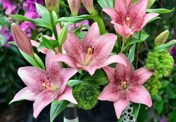 speckled pink lilies with green pom-poms