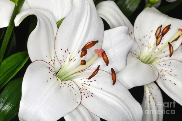 A close up of some white flowers with red centers