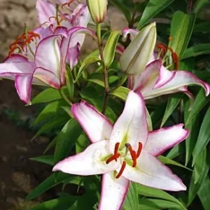 Pink-edged white lilies with unopened buds
